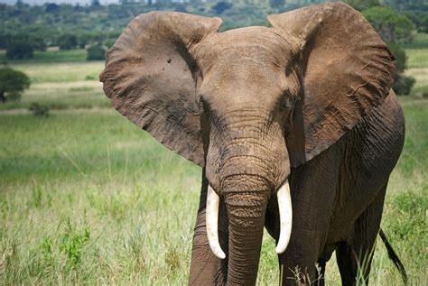 Africa’s Endangered Species by the Numbers - Thomson Safaris