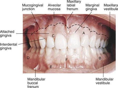 Histology 4- Gingiva Flashcards | Quizlet