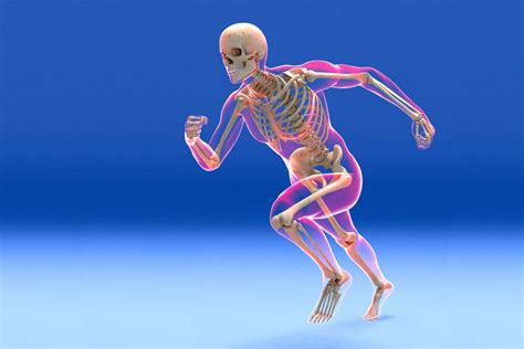 Functions Of The Skeletal System Skeletal System Huma - vrogue.co
