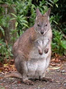 Facts about the Pademelon