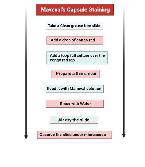 Capsule Staining - Procedure, Principle, Result - Biology Notes Online