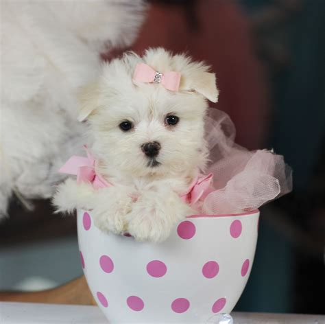 ♥♥♥ Teacup Maltese! ♥♥♥ Bring This Perfect Baby Home Today! Call 954 ...