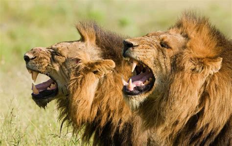 Lion Facts - Awesome Facts about the African Lion