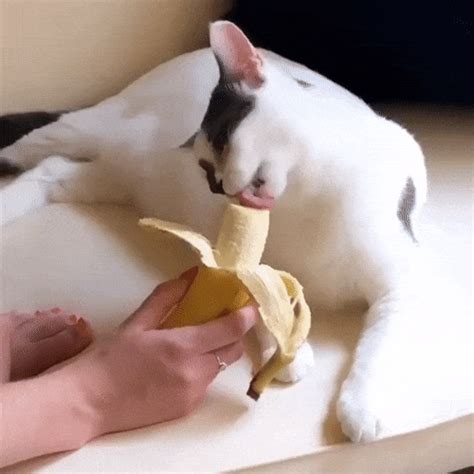 Did You Know That Cats Eat Bananas?