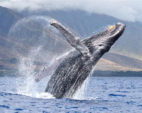 Breaching Humpback Photograph by Robert Coffey - Fine Art America