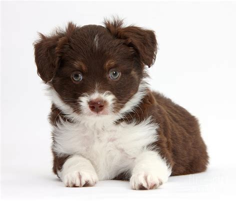 Miniature American Shepherd Puppies Photograph by Mark Taylor