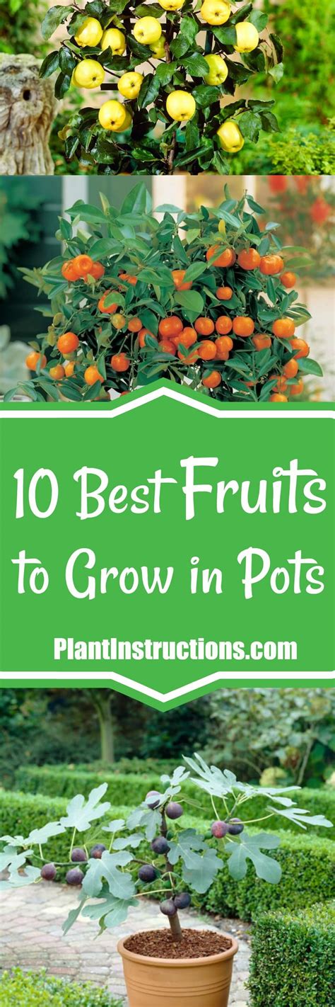 10 Best Fruits to Grow in Containers or Pots - Plant Instructions