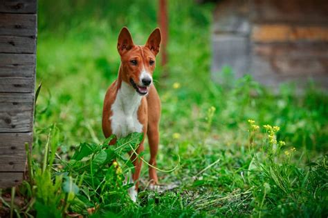 Basenji Mixes: 21 Different Basenji Crossbreeds - K9 Web