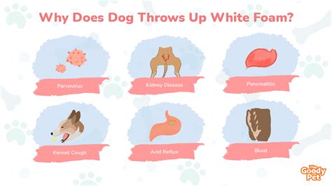 Dog Vomit Color Guide: What Does Your Dog's Vomit Says, 41% OFF