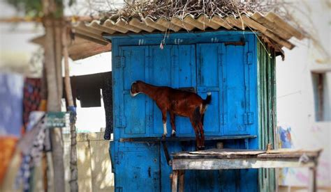 Goat Barn Ideas for Creative Homesteaders ~ 4 Ideas to Consider