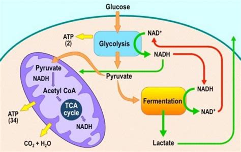 Anaerobic cellular respiration produces the most energy