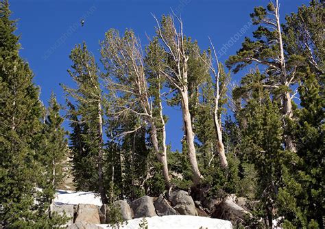 Whitebark pine (Pinus albicaulis) - Stock Image - B500/0446 - Science ...