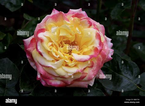 Sahara flowers hi-res stock photography and images - Alamy