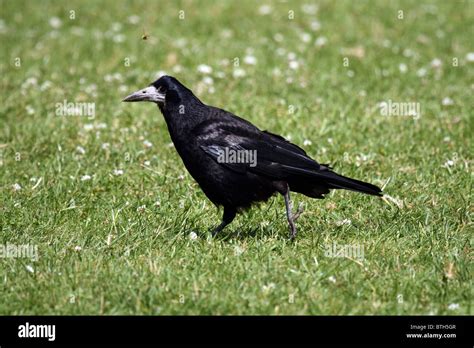 Rook (Corvus frugilegus Stock Photo - Alamy