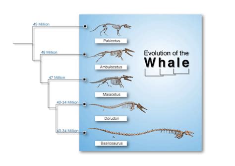 What is the Evidence for Evolution? - Common-questions - BioLogos