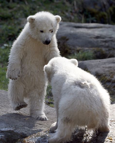 twin polar bear cubs playing in Tierpark Hellabrunn zoo | Metro UK