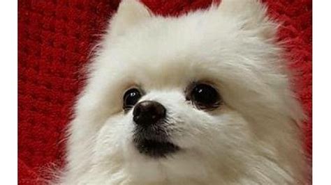 Petition · American Kennel Club: Rename Miniature American Eskimo Dog ...