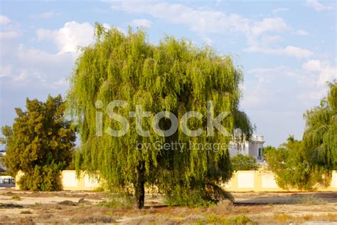 Dubai, Uae - Ghaf Tree Stock Photo | Royalty-Free | FreeImages