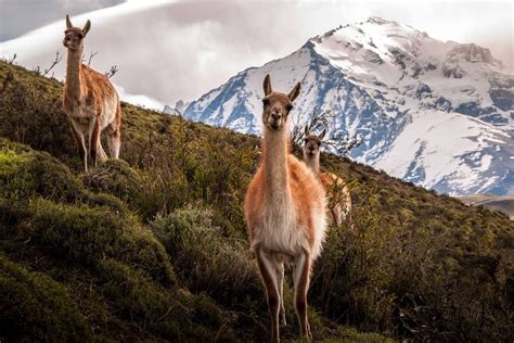 Top of the range | In patagonia, Patagonia chile, Torres del paine ...