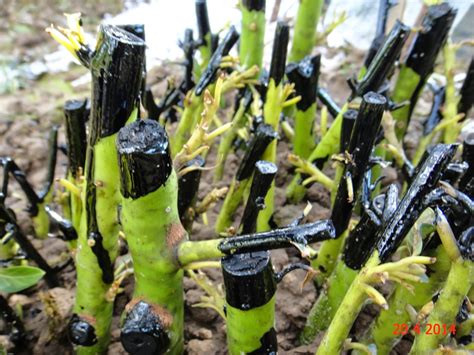 Experimental Farming: Avocado Cuttings Trial 2.