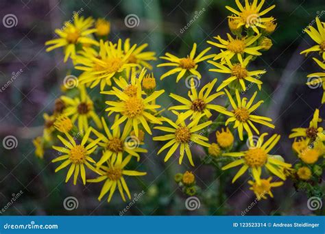 Poisonous Senecio jacobaea stock photo. Image of fresh - 123523314