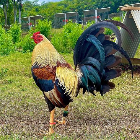 Fighting chicken breeds – Colororient