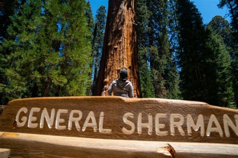 Revealed: The Best Time to Visit Sequoia National Park? - The Family Vacation Guide