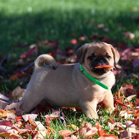 Puggle Puppies For Sale • Adopt Your Puppy Today • Infinity Pups