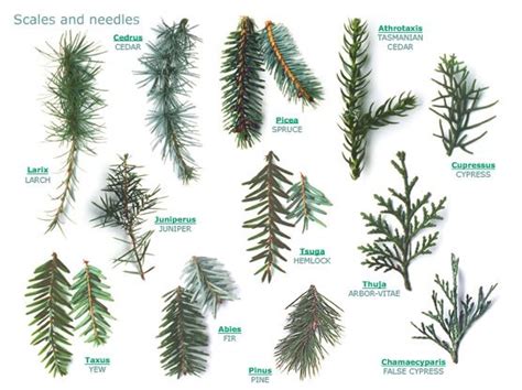 Rogers Trees and Shrubs - fabulously useful site for identifying trees and shrubs. See the leaf ...