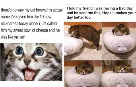 20 Wholesome Cat Memes For The Cat-lover's Wholesome Wednesday Treat ...