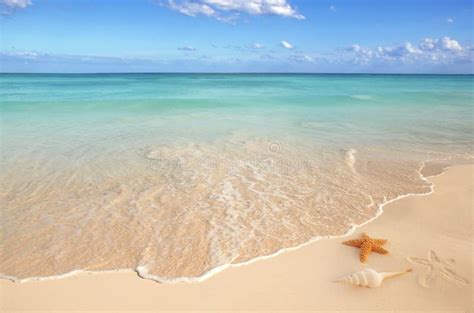 Sea Shells Starfish Sand Turquoise Caribbean Stock Photo - Image of ...