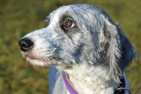 Top 7 Adorable Aussiedoodle Haircuts (With Pictures)