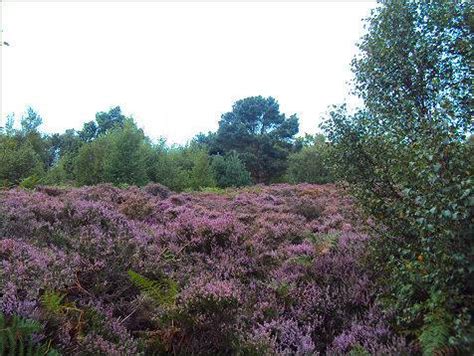 Guisborough Forest