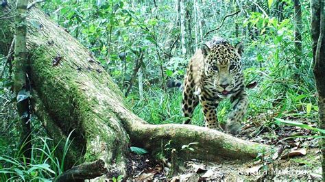 Conservation of the Lacandon Jungle in Chiapas - Carlos Slim Foundation