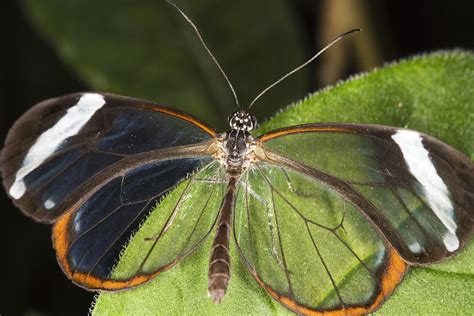 Glasswing Butterfly Photograph by Power And Syred - Fine Art America