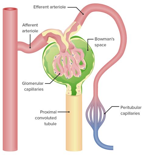 Glomerular Filtration: Renal Physiology | Concise Medical Knowledge