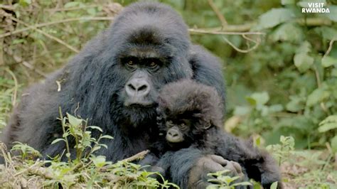 A Guide To Gorilla Trekking In Rwanda (Updated 2025)