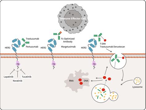 Emtansine Mechanism Of Action