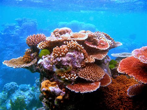 Coral reefs - the rainforest of the sea - Creatikaa
