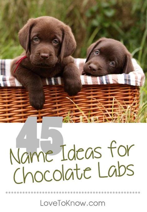 Chocolate Lab Puppy Names | Chocolate lab puppies, Lab puppies, Lab puppy