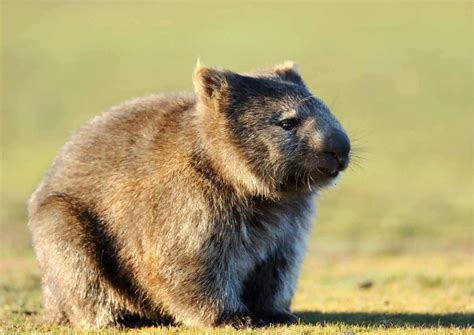 Wombat Behavior - AnimalBehaviorCorner