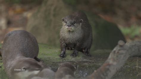 First Time Swimming for Baby Otters - YouTube