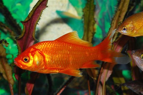 Le poisson rouge - Tout savoir sur ce poisson