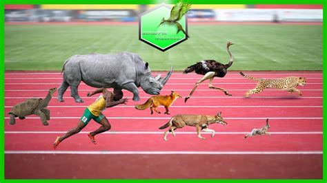 The Fastest Running Animals in The World - YouTube