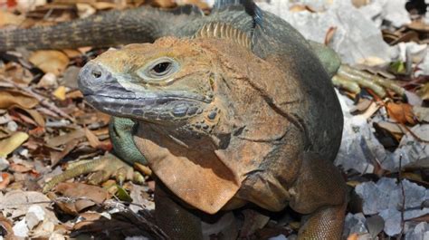 Changing Attitudes for Jamaican Iguana Conservation | San Diego Zoo ...