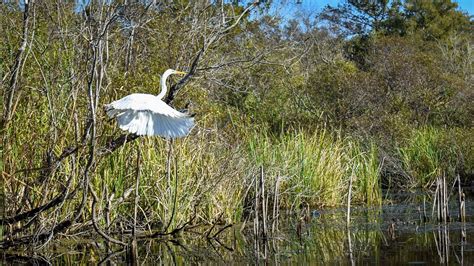 EVERGLADES ADVENTURES KAYAK & ECO TOURS (Everglades City) - All You ...