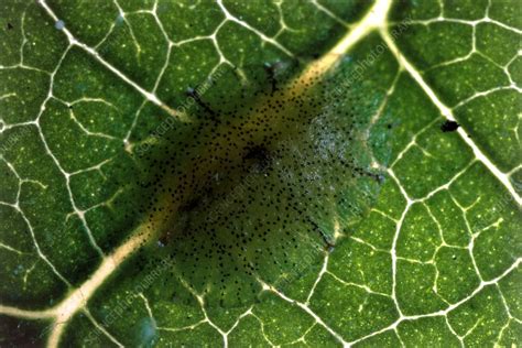 Scale insect eggs - Stock Image - Z285/0277 - Science Photo Library