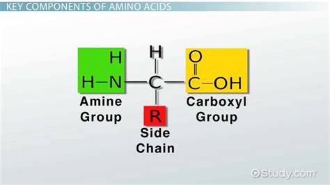 Peptide Bond: Definition, Formation & Structure - Video & Lesson Transcript | Study.com