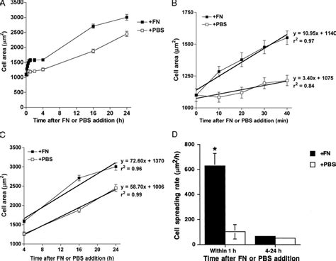 Fibronectin increases cell area by transiently increasing the rate of ...