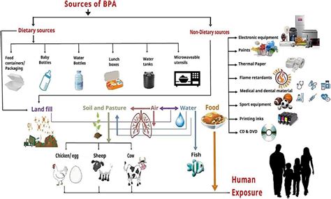 Impact Of Bisphenol A On Structure And Function Of, 57% OFF